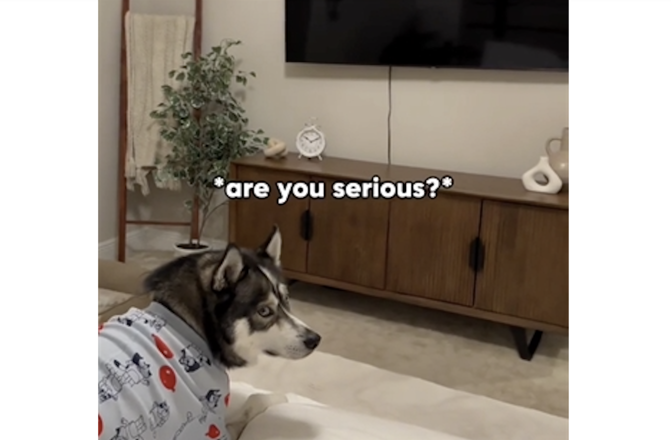 TRENDING NOW: Turning TV off results in doggy tantrum | iNFOnews.ca